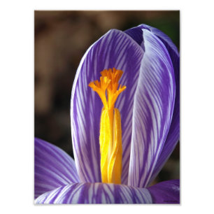 Crocus Blossom - Fine Art Print Foto Afdruk