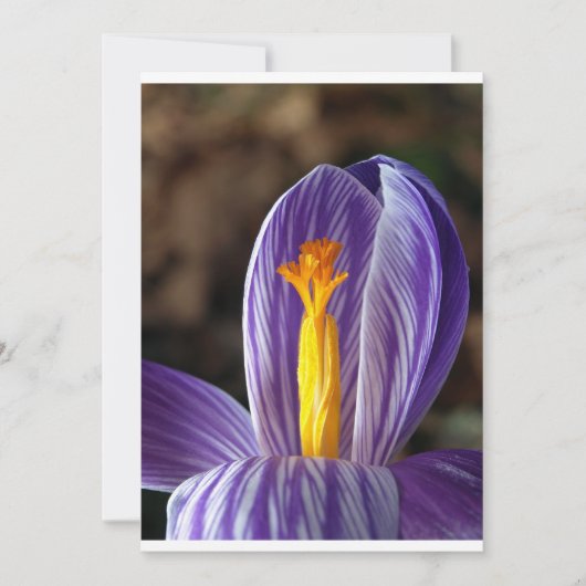 Crocus Blossom - Uitnodiging (Voorkant)