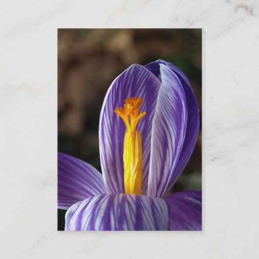 Crocus Blossom - Visitekaartje (Voorkant)