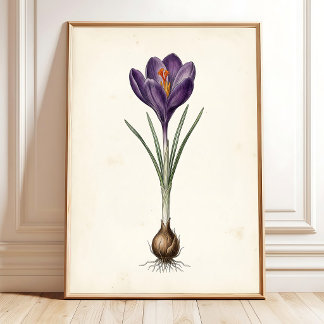 Crocus Botanische Vintage Kunstprint Muurdecoratie Poster