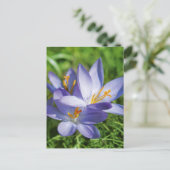 Crocus Briefkaart (Staand voorkant)