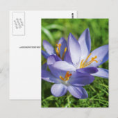 Crocus Briefkaart (Voorkant / Achterkant)