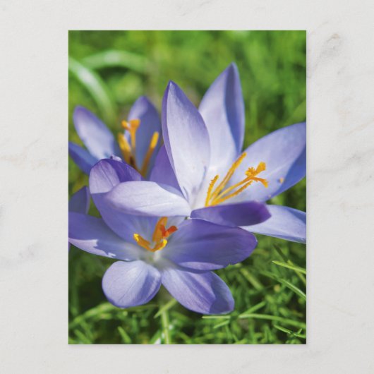 Crocus Briefkaart (Voorkant)