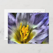 Crocus Briefkaart (Voorkant / Achterkant)