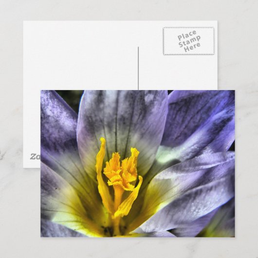 Crocus Briefkaart (Voorkant / Achterkant)
