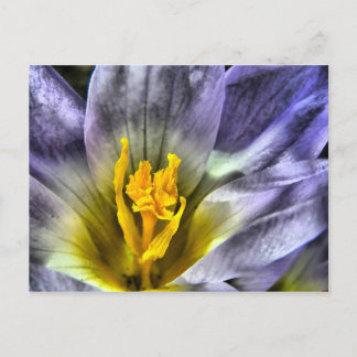 Crocus Briefkaart