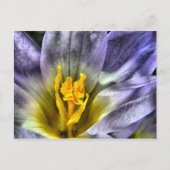 Crocus Briefkaart (Voorkant)