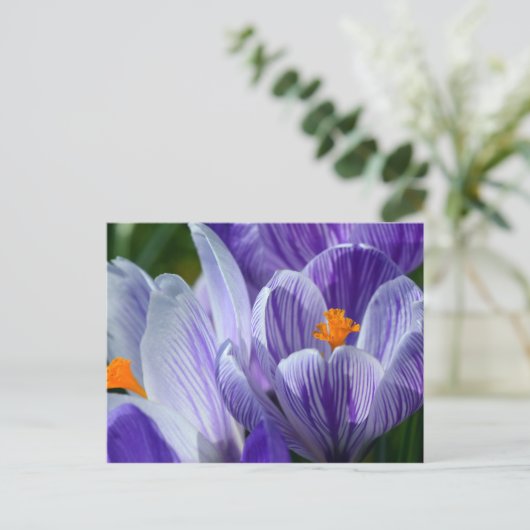 crocus briefkaart (Staand voorkant)