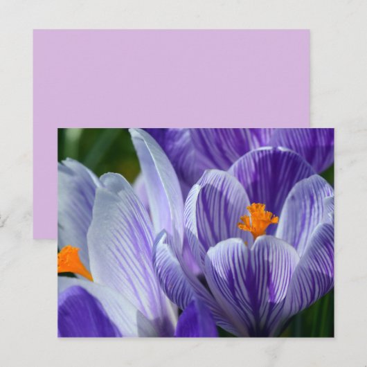 crocus briefkaart (Voorkant / Achterkant)