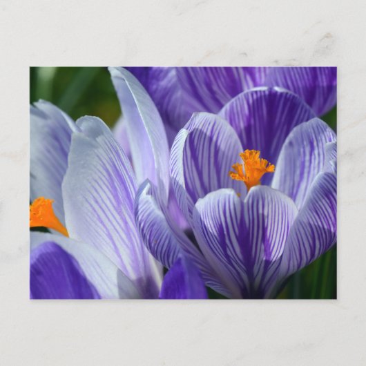 crocus briefkaart (Voorkant)