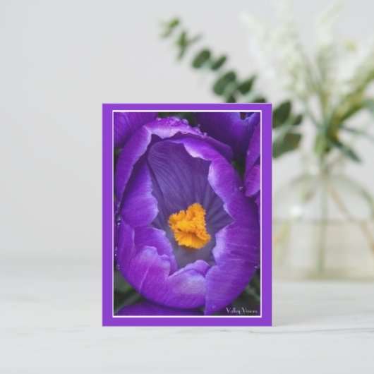 Crocus Briefkaart (Staand voorkant)