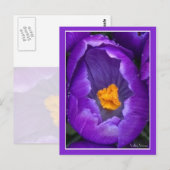 Crocus Briefkaart (Voorkant / Achterkant)