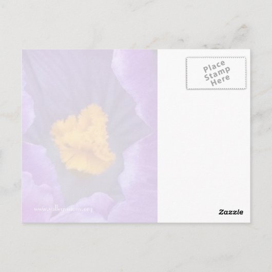 Crocus Briefkaart (Achterkant)