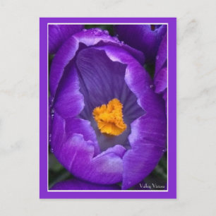 Crocus Briefkaart