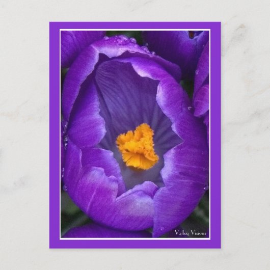 Crocus Briefkaart (Voorkant)
