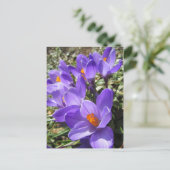 Crocus Briefkaart (Staand voorkant)