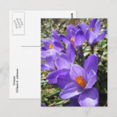 Crocus Briefkaart (Voorkant / Achterkant)