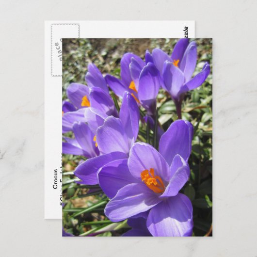 Crocus Briefkaart (Voorkant / Achterkant)