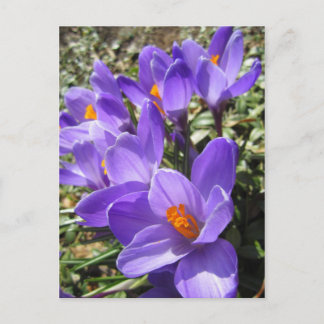 Crocus Briefkaart