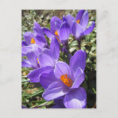 Crocus Briefkaart (Voorkant)