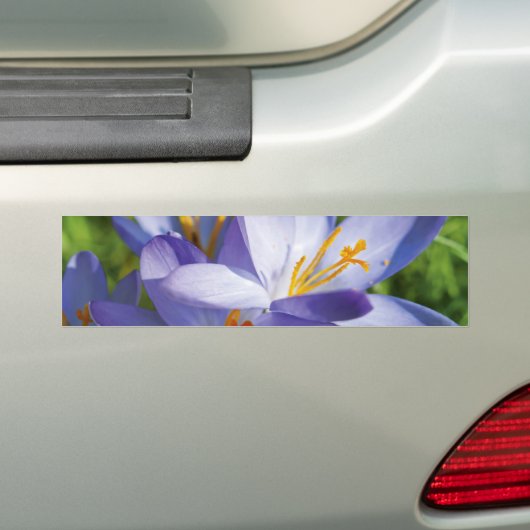 Crocus Bumpersticker (Op auto)