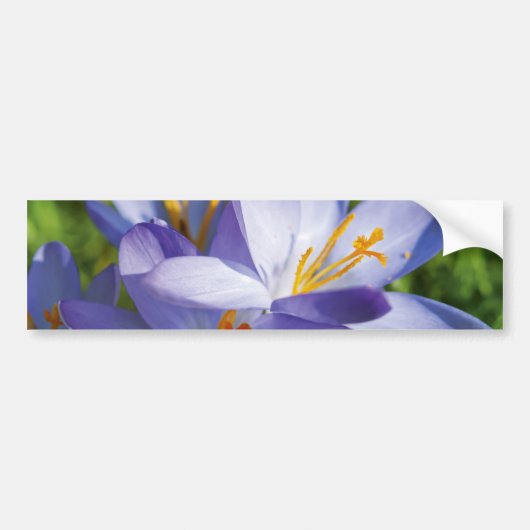 Crocus Bumpersticker (Voorkant)
