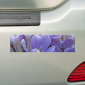 Crocus Bumpersticker (Op auto)