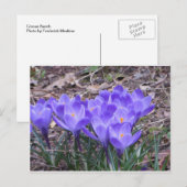Crocus Bunch Briefkaart (Voorkant / Achterkant)