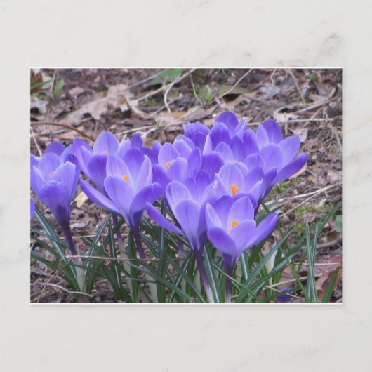 Crocus Bunch Briefkaart (Voorkant)