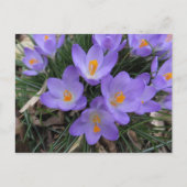 Crocus Bundle Briefkaart (Voorkant)