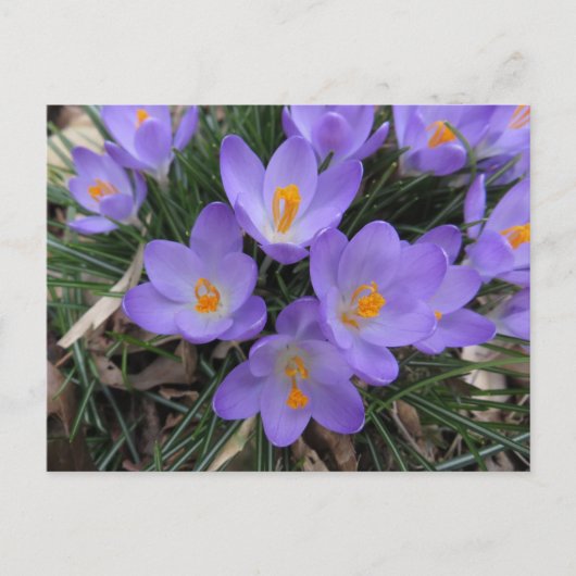 Crocus Bundle Briefkaart (Voorkant)