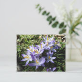 Crocus Bundle Briefkaart (Staand voorkant)