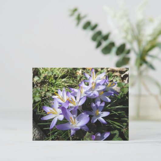 Crocus Bundle Briefkaart (Staand voorkant)