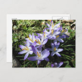 Crocus Bundle Briefkaart (Voorkant / Achterkant)