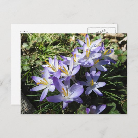 Crocus Bundle Briefkaart (Voorkant / Achterkant)