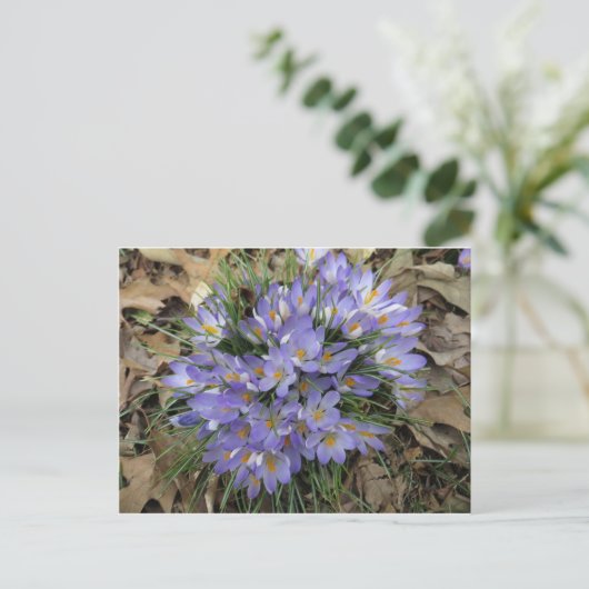 Crocus Bundle Briefkaart (Staand voorkant)