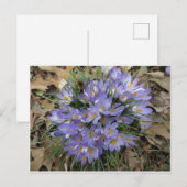 Crocus Bundle Briefkaart (Voorkant / Achterkant)