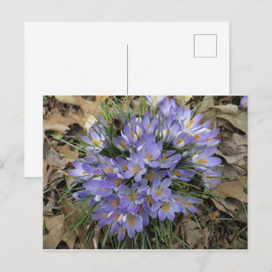 Crocus Bundle Briefkaart (Voorkant / Achterkant)