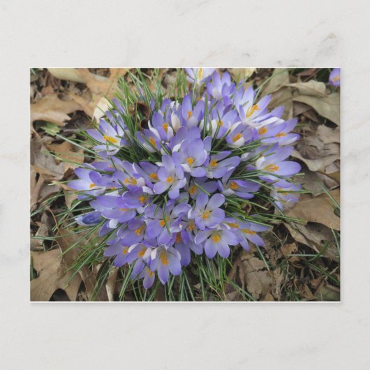 Crocus Bundle Briefkaart (Voorkant)