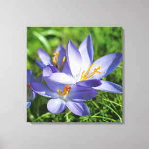 Crocus Canvas Afdruk