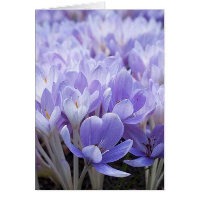 Crocus Card (Voorkant)