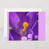 Crocus Close-up DIY Briefkaart (Voorkant / Achterkant)