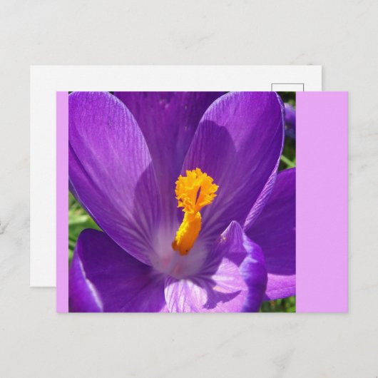 Crocus Close-up DIY Briefkaart (Voorkant / Achterkant)