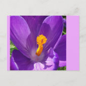 Crocus Close-up DIY Briefkaart (Voorkant)