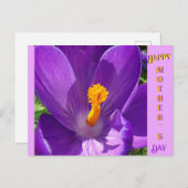 Crocus Close-up Moederdag Briefkaart (Voorkant / Achterkant)