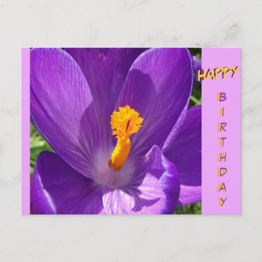 Crocus Close-Up Verjaardagskaart Briefkaart (Voorkant)