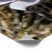 Crocus Cluster Poster (Hoek)