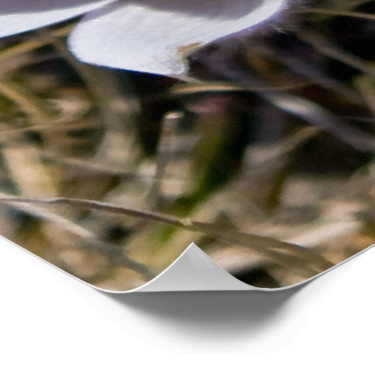 Crocus Cluster Poster (Hoek)