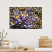Crocus Cluster Poster (Keuken)