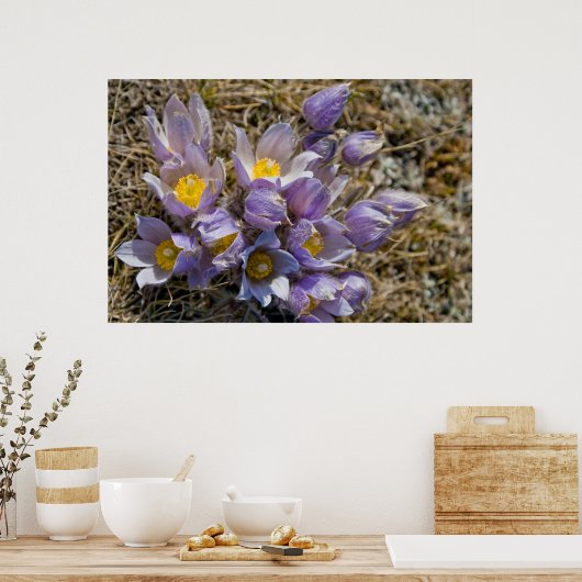 Crocus Cluster Poster (Keuken)